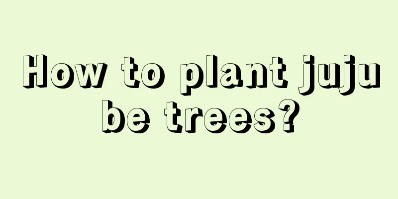 How to plant jujube trees?