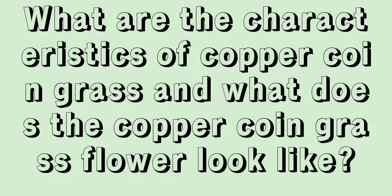 What are the characteristics of copper coin grass and what does the copper coin grass flower look like?