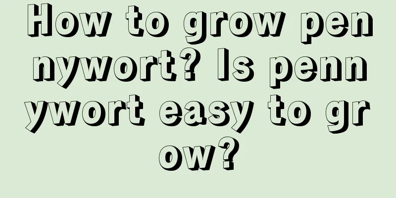 How to grow pennywort? Is pennywort easy to grow?