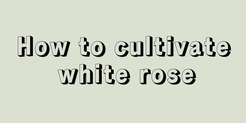 How to cultivate white rose