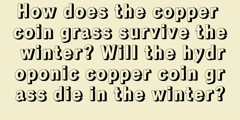 How does the copper coin grass survive the winter? Will the hydroponic copper coin grass die in the winter?