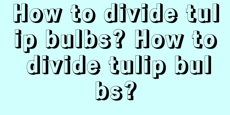 How to divide tulip bulbs? How to divide tulip bulbs?