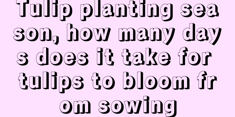 Tulip planting season, how many days does it take for tulips to bloom from sowing