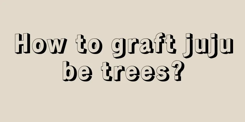 How to graft jujube trees?