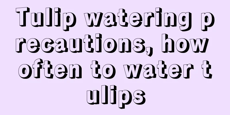 Tulip watering precautions, how often to water tulips