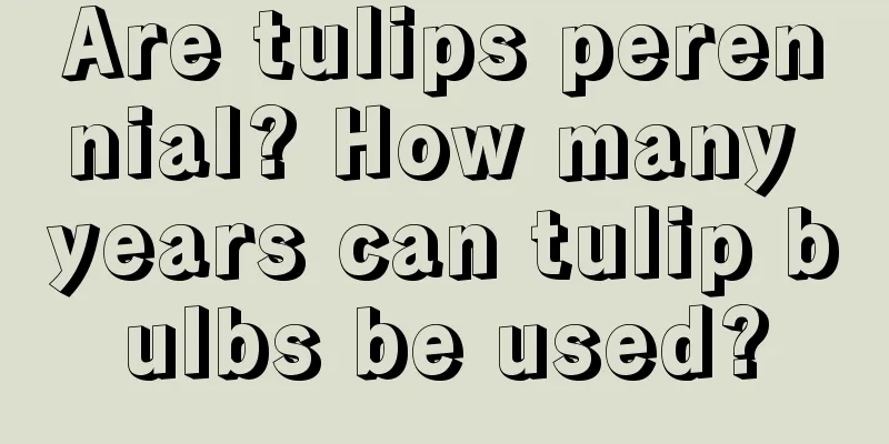 Are tulips perennial? How many years can tulip bulbs be used?