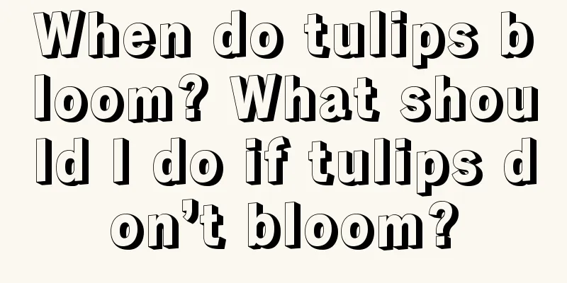 When do tulips bloom? What should I do if tulips don’t bloom?