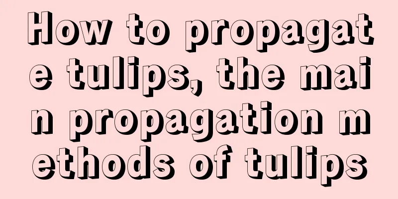 How to propagate tulips, the main propagation methods of tulips