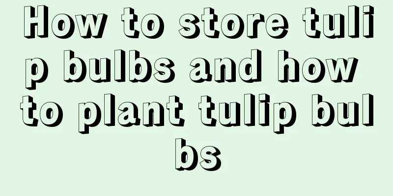 How to store tulip bulbs and how to plant tulip bulbs