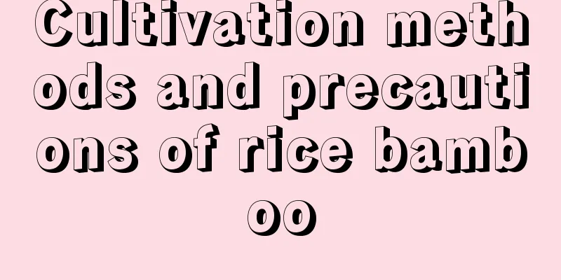 Cultivation methods and precautions of rice bamboo