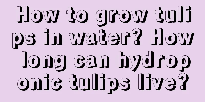 How to grow tulips in water? How long can hydroponic tulips live?