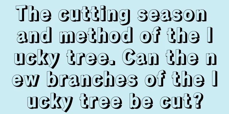 The cutting season and method of the lucky tree. Can the new branches of the lucky tree be cut?