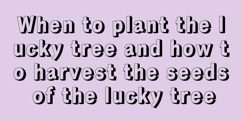 When to plant the lucky tree and how to harvest the seeds of the lucky tree