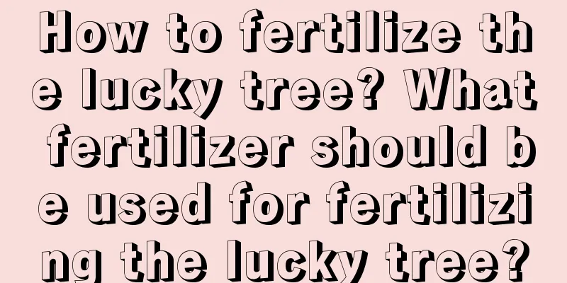 How to fertilize the lucky tree? What fertilizer should be used for fertilizing the lucky tree?