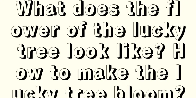 What does the flower of the lucky tree look like? How to make the lucky tree bloom?