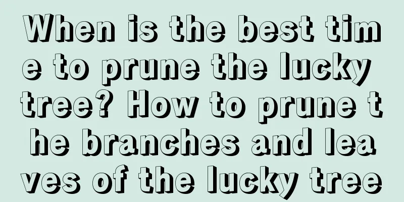 When is the best time to prune the lucky tree? How to prune the branches and leaves of the lucky tree