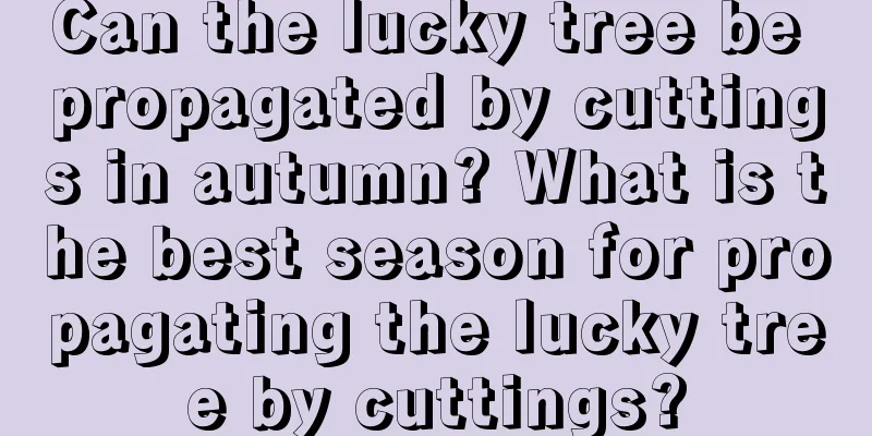 Can the lucky tree be propagated by cuttings in autumn? What is the best season for propagating the lucky tree by cuttings?