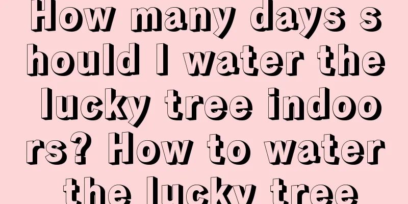 How many days should I water the lucky tree indoors? How to water the lucky tree