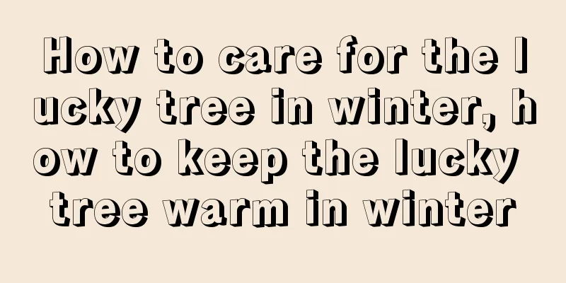 How to care for the lucky tree in winter, how to keep the lucky tree warm in winter