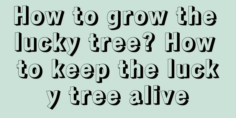 How to grow the lucky tree? How to keep the lucky tree alive