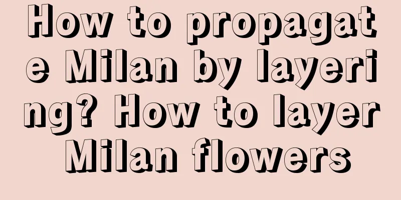 How to propagate Milan by layering? How to layer Milan flowers