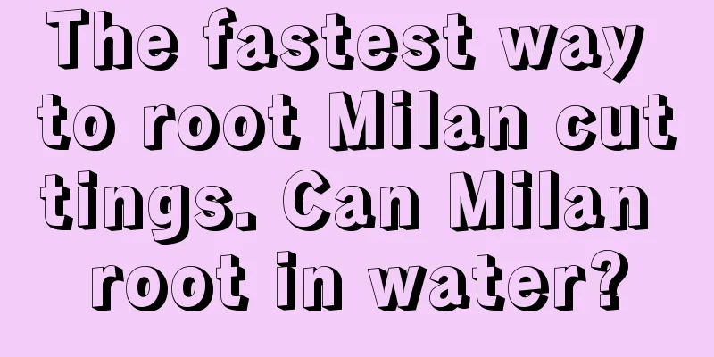 The fastest way to root Milan cuttings. Can Milan root in water?