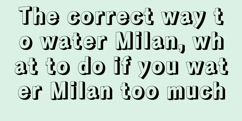 The correct way to water Milan, what to do if you water Milan too much