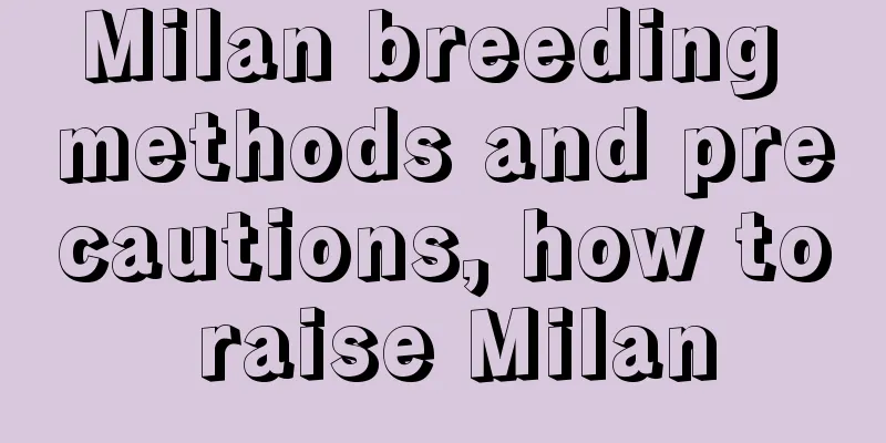 Milan breeding methods and precautions, how to raise Milan