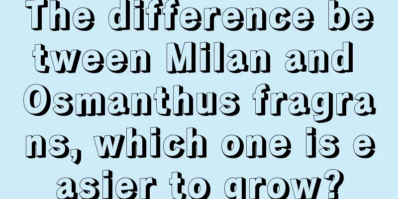 The difference between Milan and Osmanthus fragrans, which one is easier to grow?