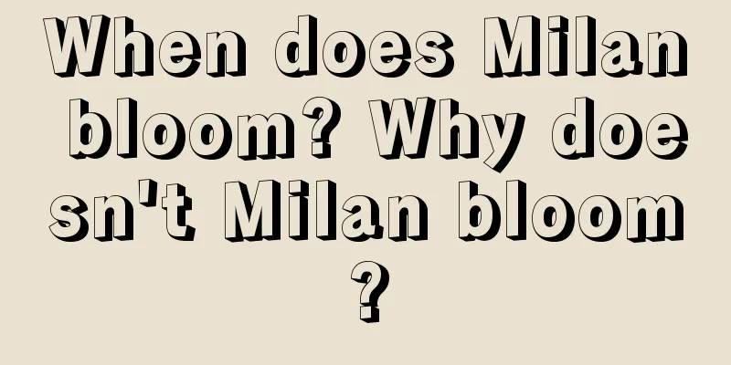 When does Milan bloom? Why doesn't Milan bloom?