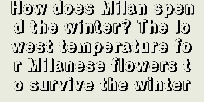 How does Milan spend the winter? The lowest temperature for Milanese flowers to survive the winter