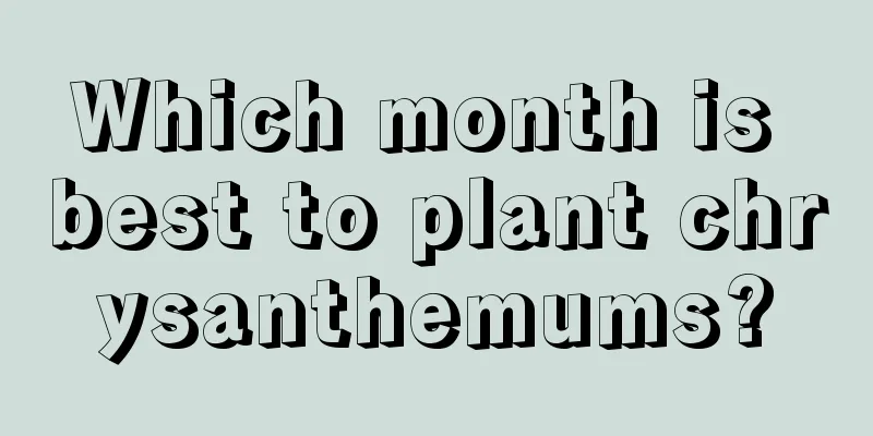 Which month is best to plant chrysanthemums?