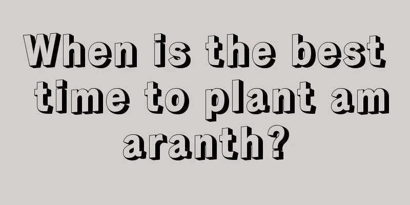 When is the best time to plant amaranth?