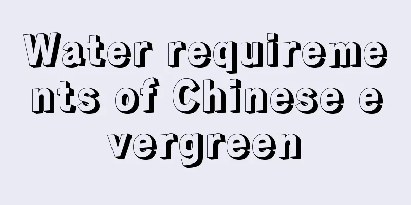 Water requirements of Chinese evergreen