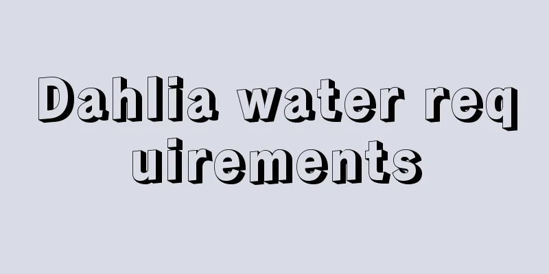 Dahlia water requirements