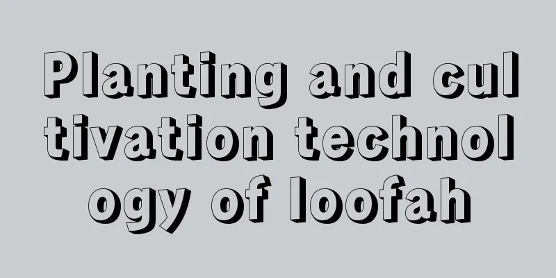 Planting and cultivation technology of loofah