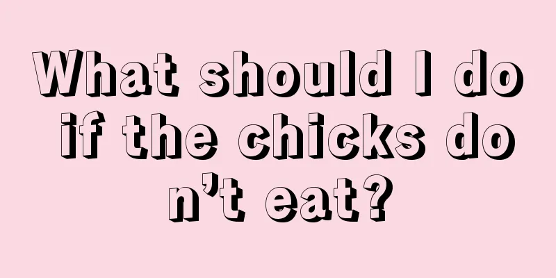 What should I do if the chicks don’t eat?