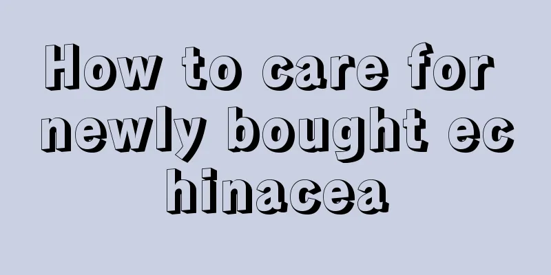 How to care for newly bought echinacea