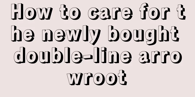 How to care for the newly bought double-line arrowroot