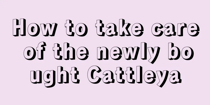 How to take care of the newly bought Cattleya