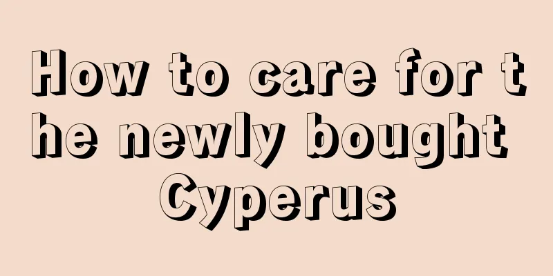 How to care for the newly bought Cyperus