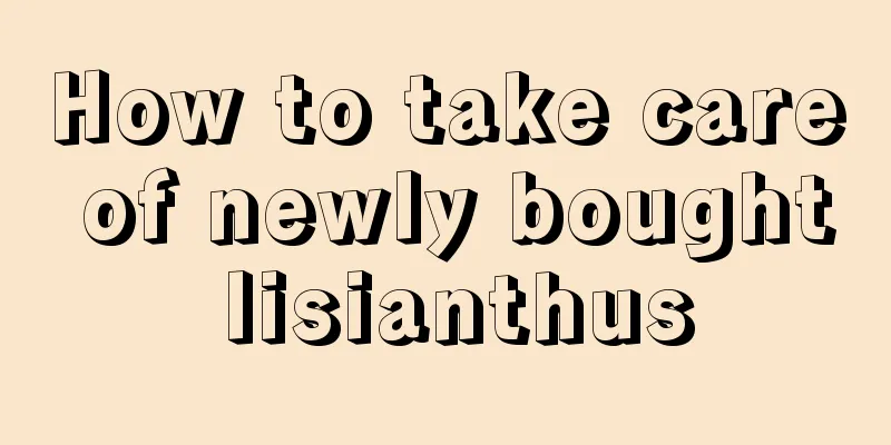 How to take care of newly bought lisianthus