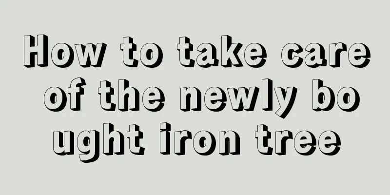 How to take care of the newly bought iron tree