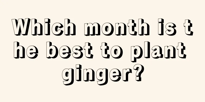 Which month is the best to plant ginger?