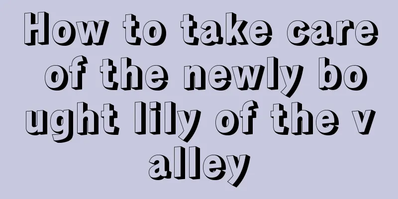 How to take care of the newly bought lily of the valley