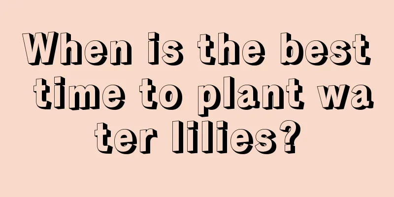 When is the best time to plant water lilies?