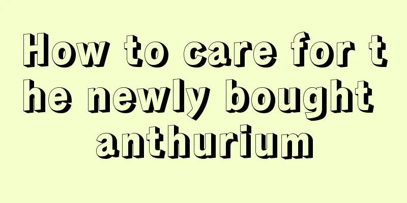 How to care for the newly bought anthurium