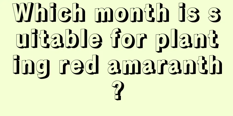 Which month is suitable for planting red amaranth?