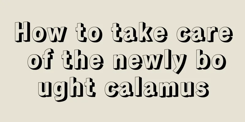 How to take care of the newly bought calamus