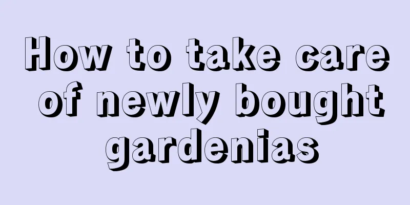 How to take care of newly bought gardenias